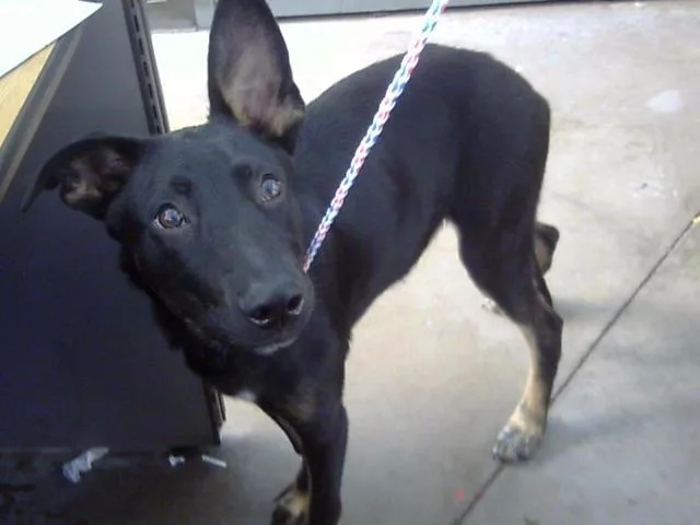 A baby large-sized male Mixed Breed dog named Draco for adoption in Dallas, TX