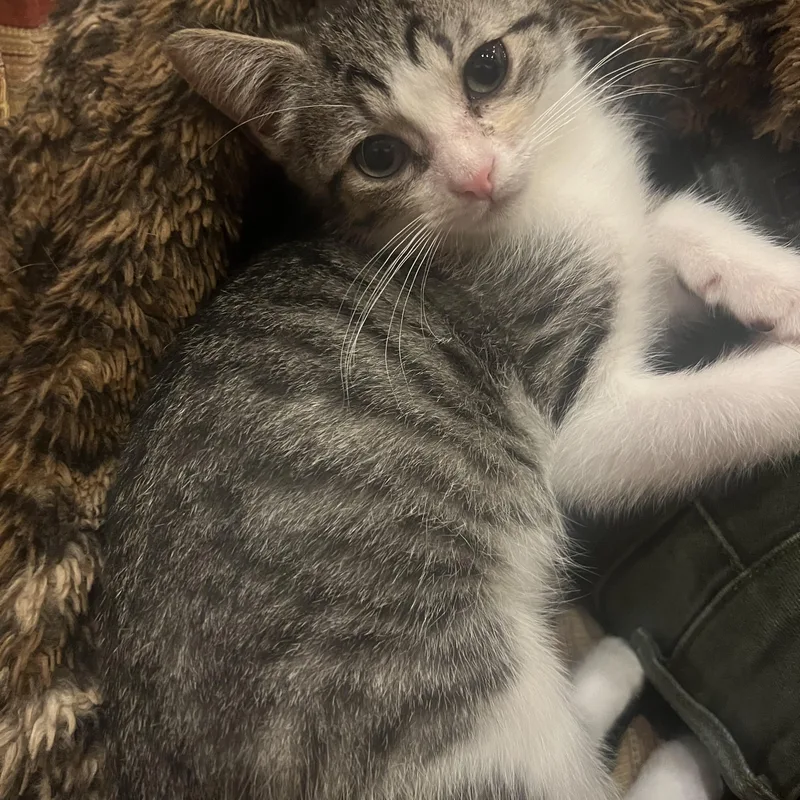 A baby medium-sized female Tabby cat named Matcha for adoption in South Euclid, OH