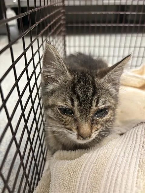 A baby small-sized female Domestic Short Hair cat named Nyra for adoption in Ontario, CA