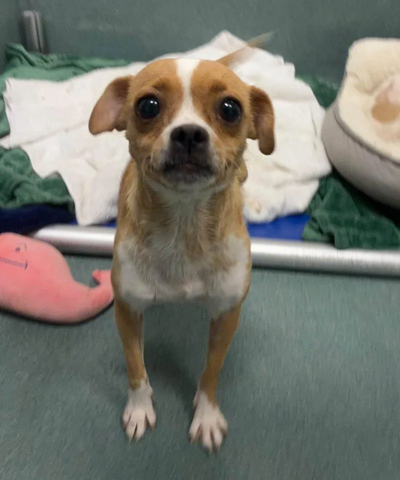 An adult small-sized female Mixed Breed dog named Tutu for adoption in Raleigh, NC