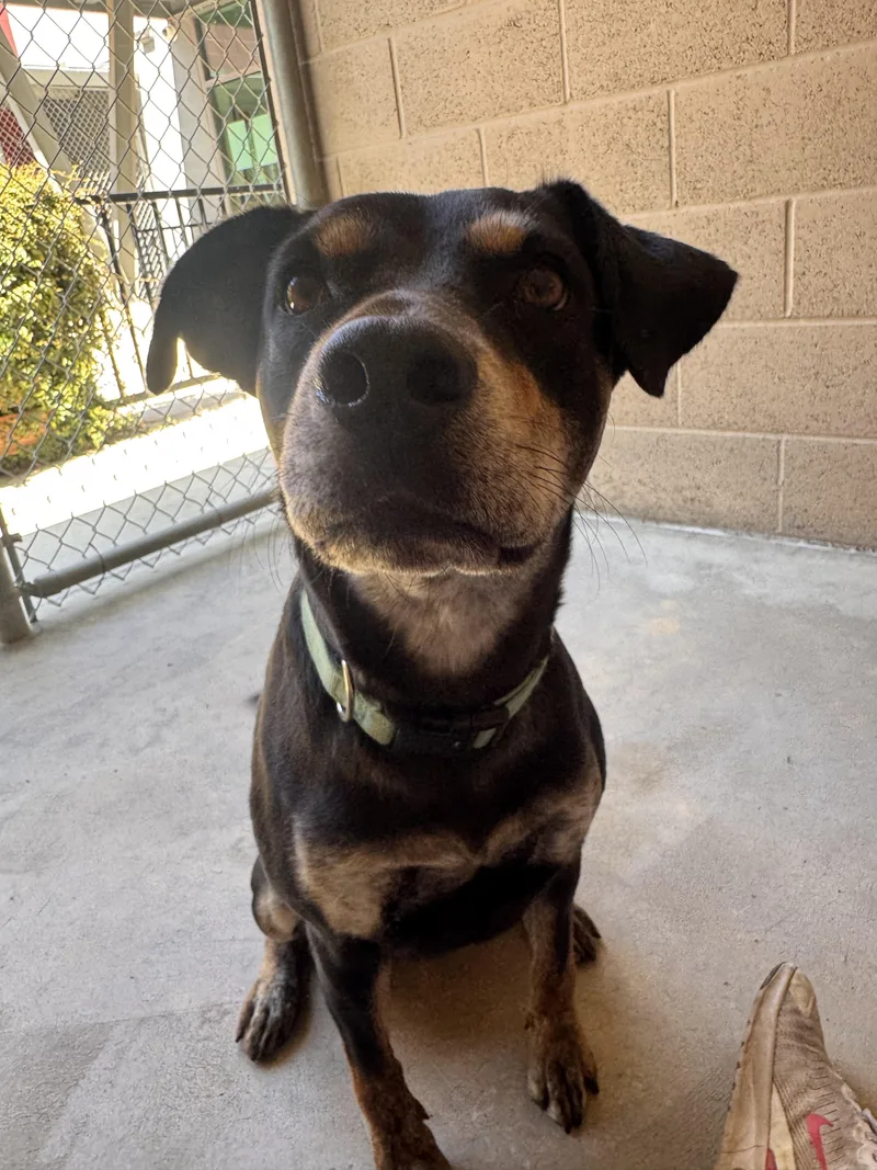 Nova