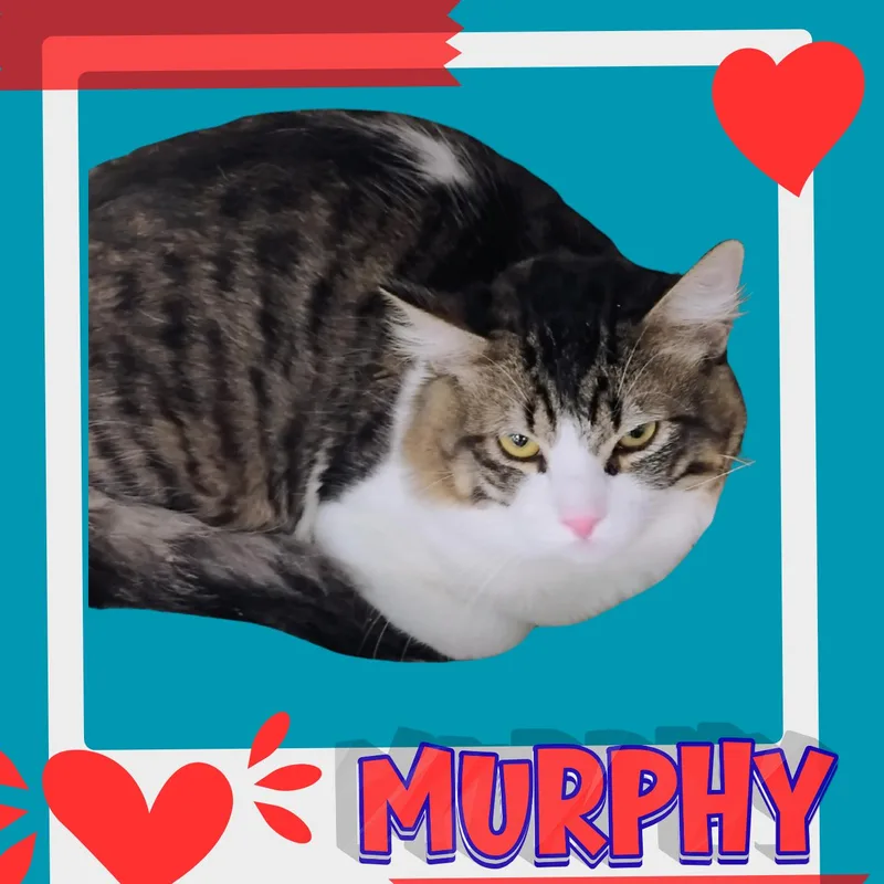 A young small-sized male Domestic Short Hair cat named Murphy for adoption in Tucson, AZ