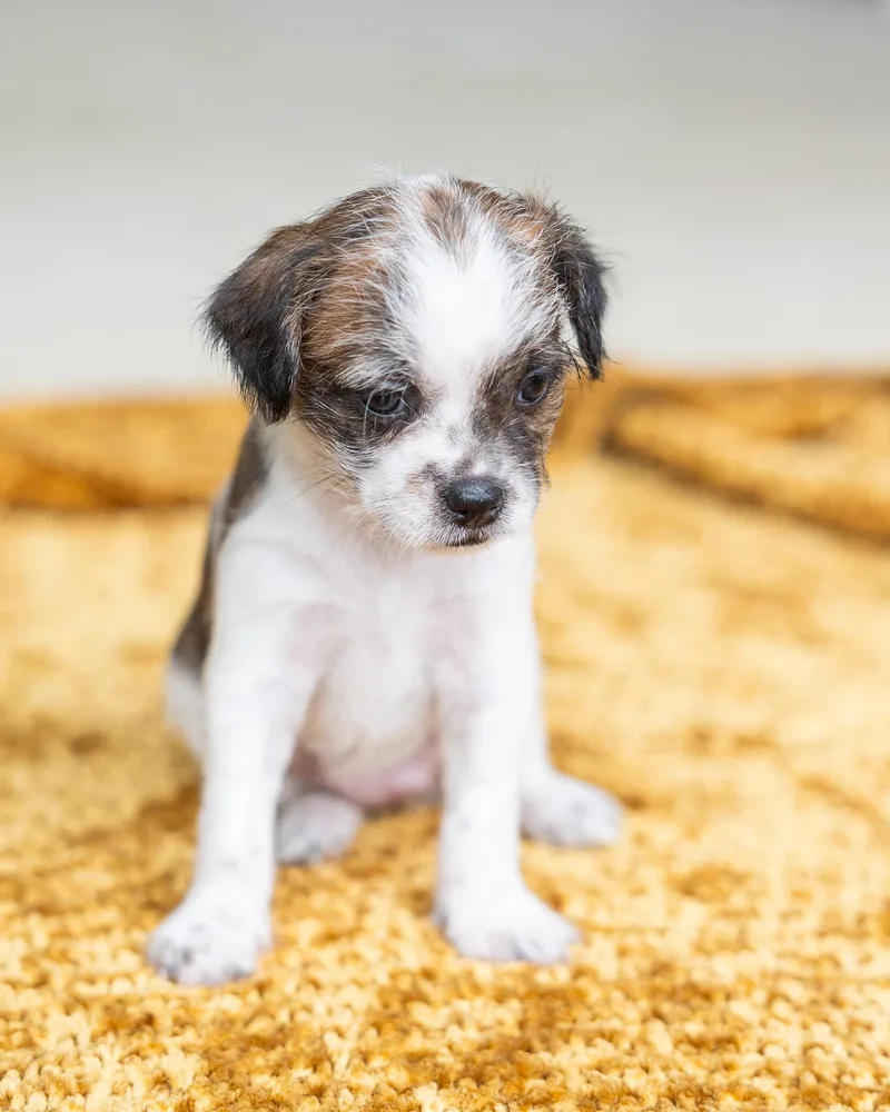 A baby small-sized female Chihuahua dog named Mimosa for adoption in Pflugerville, TX