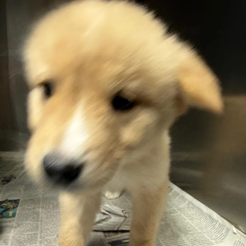 A baby small-sized male Mixed Breed dog named Louis for adoption in Lake Jackson, TX
