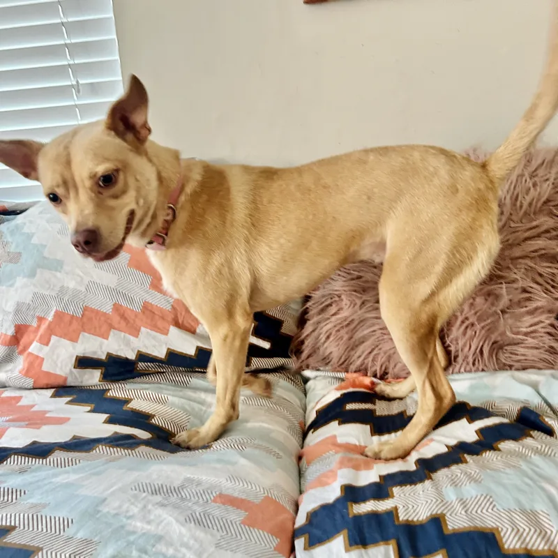 Lizotte Wat thumbnail 2