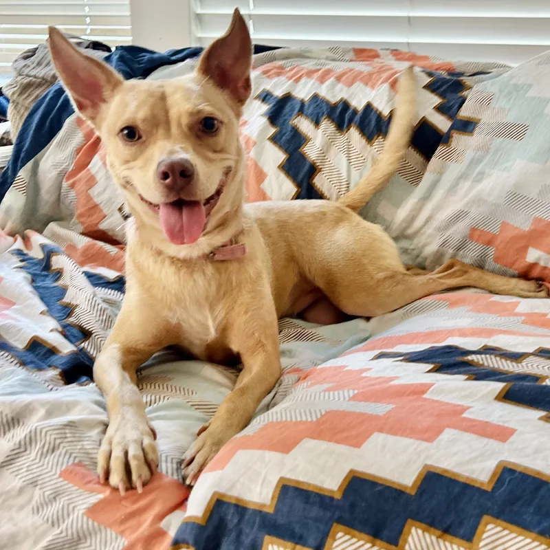An adult medium-sized female Yellow / Tan / Blond / Fawn Basenji dog named Lizotte Wat for adoption in Missouri City, TX