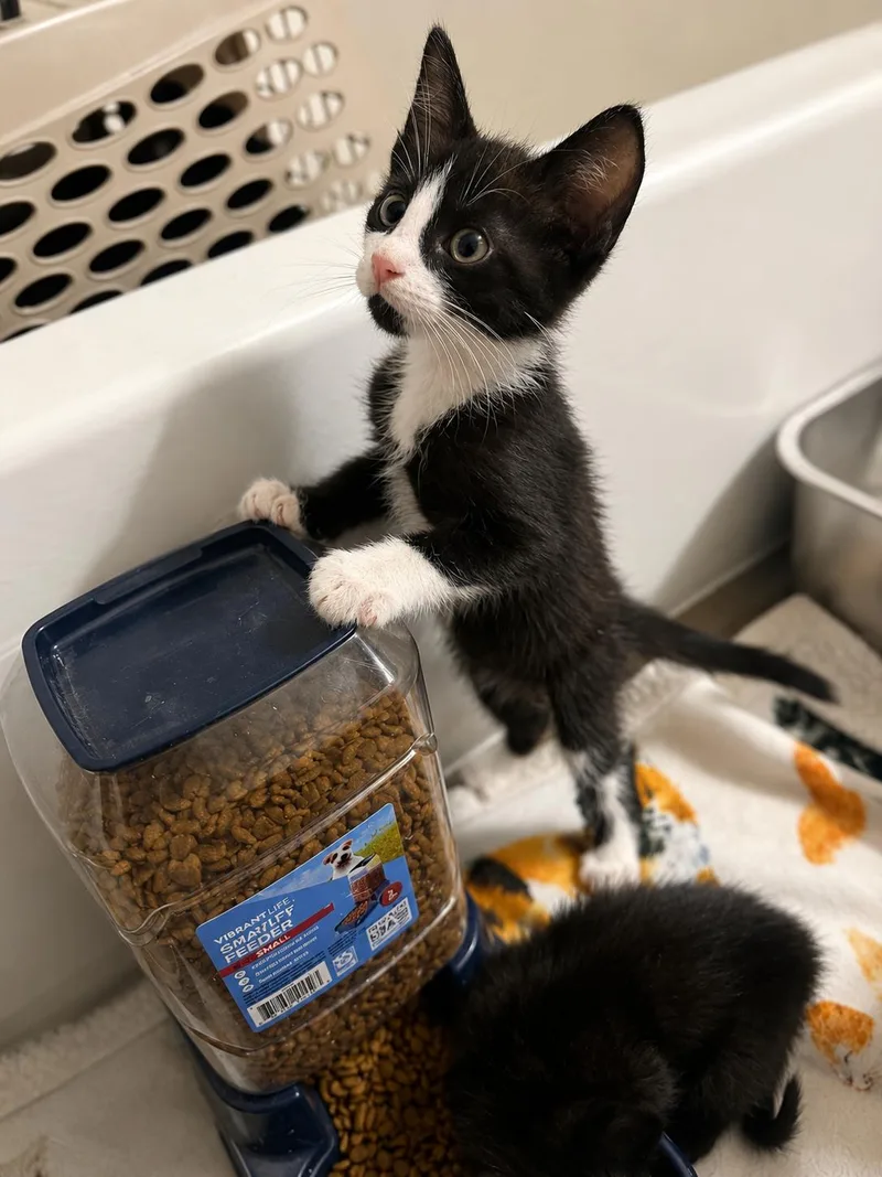 A baby small-sized male Domestic Short Hair cat named Aziraphale for adoption in Rio Linda, CA