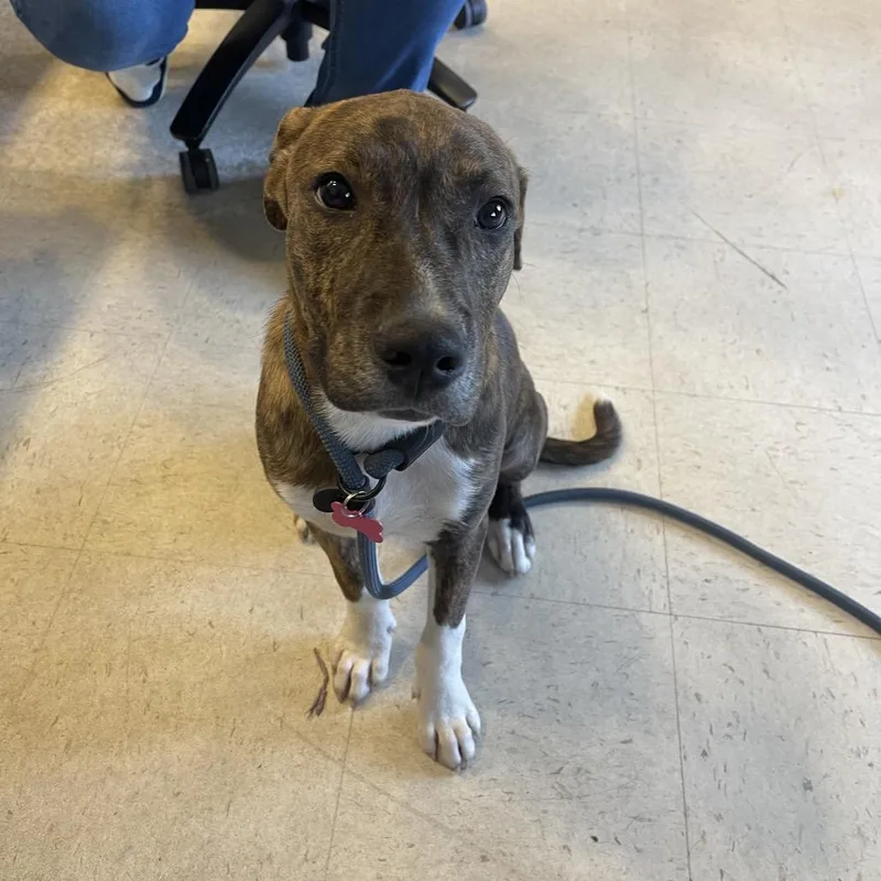 A baby medium-sized male Mixed Breed dog named Handsome Doug for adoption in Newark, NJ