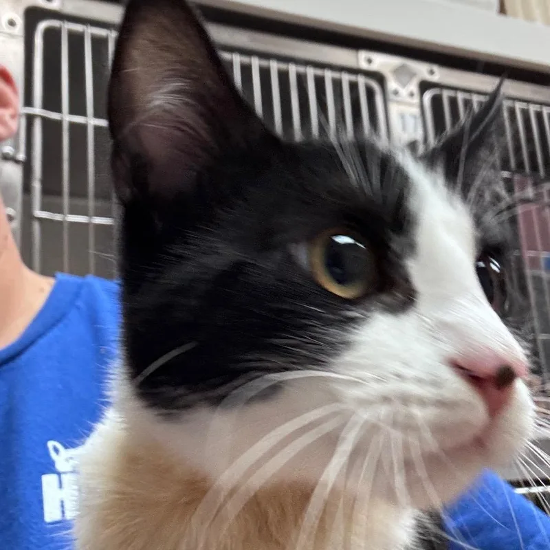 A baby small-sized male Black Domestic Short Hair cat named Gobble for adoption in Santa Barbara, CA