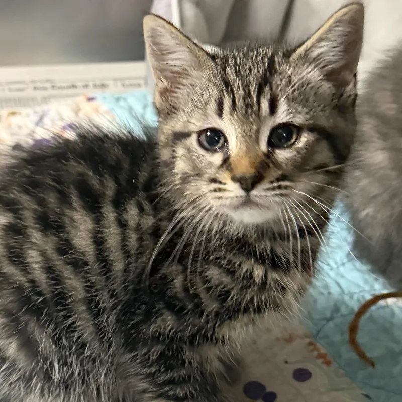 A baby small-sized male Brown / Chocolate Domestic Short Hair cat named Gorgonzola for adoption in Marion, VA