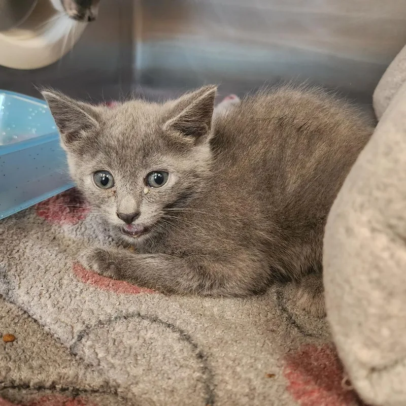 A baby small-sized female Gray / Blue / Silver Domestic Short Hair cat named Periwinkle for adoption in Evensville, TN