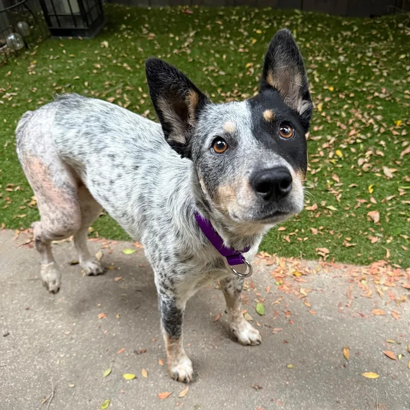 A young small-sized female White / Cream Cattle Dog dog named Abigail for adoption in Los Angeles, CA