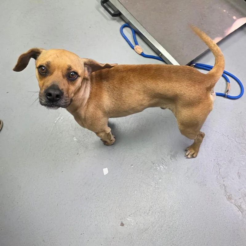 An adult medium-sized male Yellow / Tan / Blond / Fawn Mixed Breed dog named Dewey for adoption in Duncan, OK