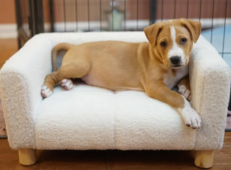 A baby medium-sized male Shar-Pei dog named Anthony for adoption in Amherst, NY