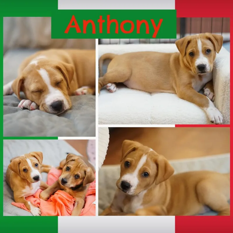 Anthony thumbnail 2