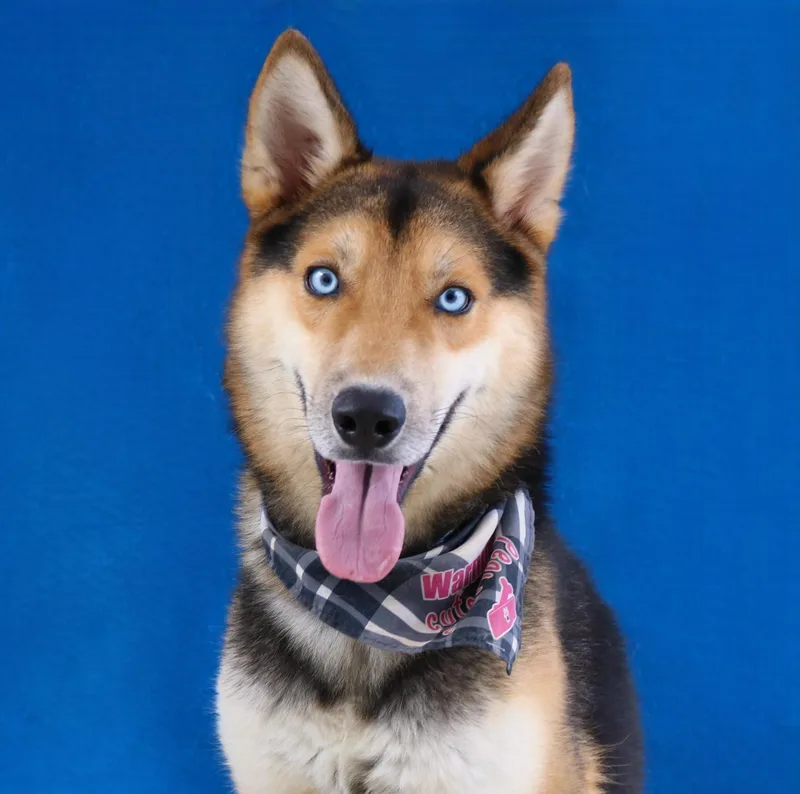 An adult medium-sized male German Shepherd Dog dog named Panda for adoption in Pasadena, CA