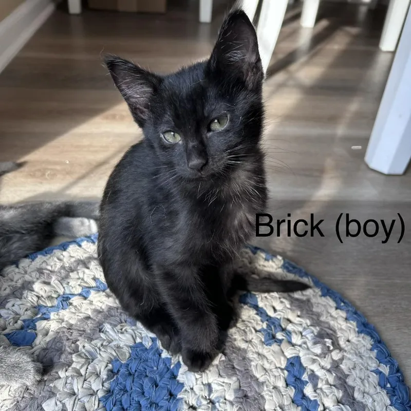 A baby small-sized male Domestic Short Hair cat named Brick for adoption in Delaware, OH