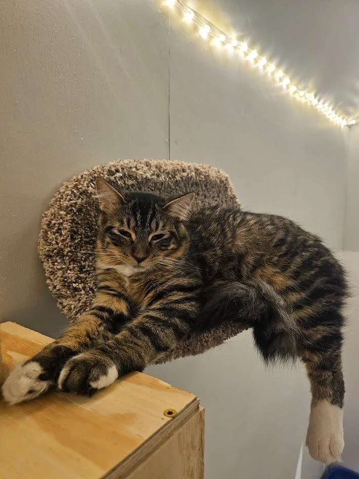 A young medium-sized female Domestic Medium Hair cat named Brownie Now Bailey for adoption in St. Cloud, MN