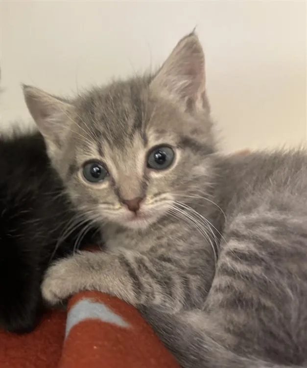 A baby small-sized male Domestic Short Hair cat named Finn for adoption in Texas City, TX