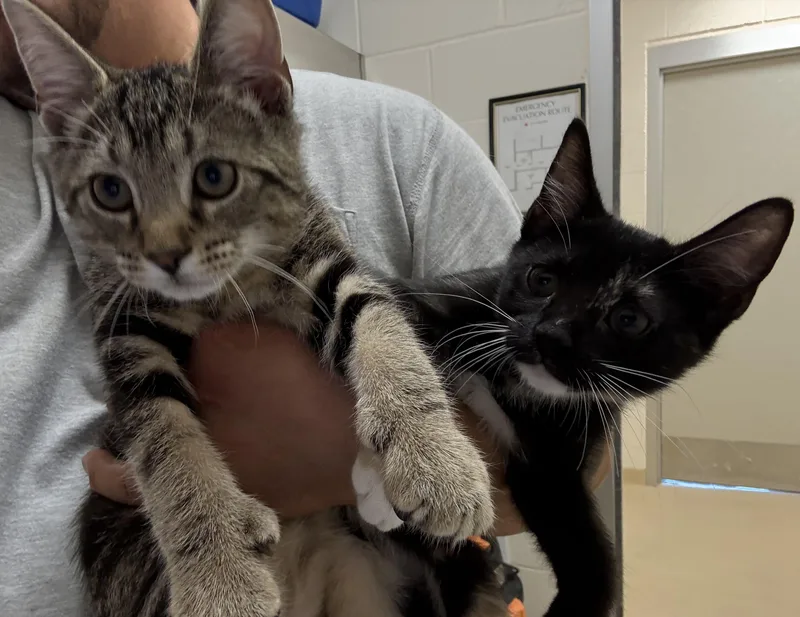 A baby medium-sized female Tabby (Gray / Blue / Silver) Tortoiseshell cat named Romeo And Smooch for adoption in Greenwich, CT