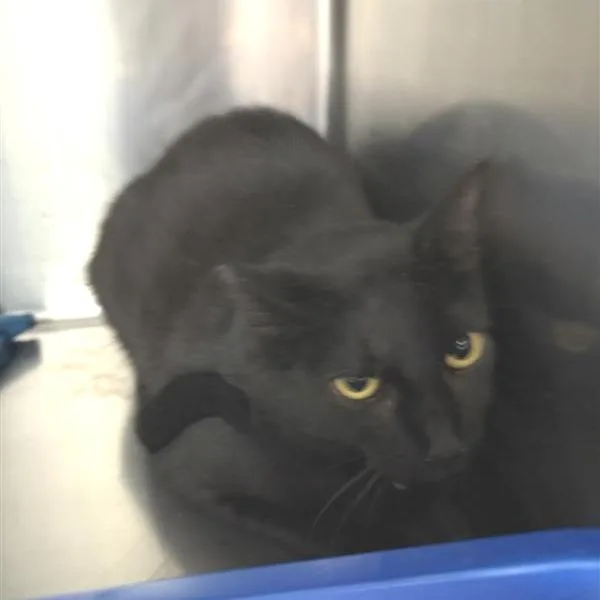 A young medium-sized female Domestic Short Hair cat named Sesame for adoption in Reno, NV