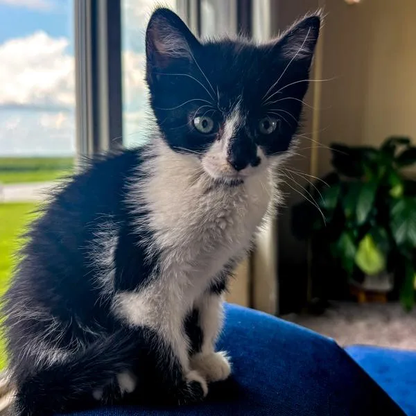 A baby small-sized female Domestic Short Hair cat named Navy for adoption in Des Moines, IA