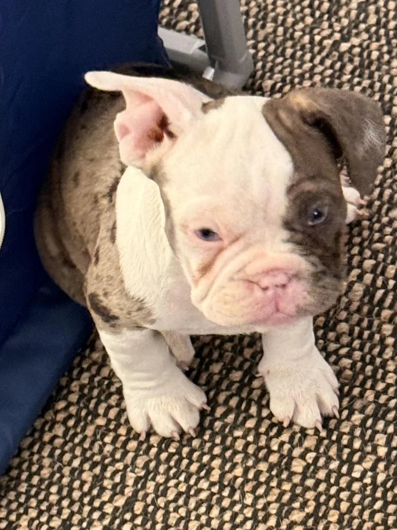 A baby small-sized male French Bulldog dog named Jelly Bean Lancelot for adoption in Las Vegas, NV
