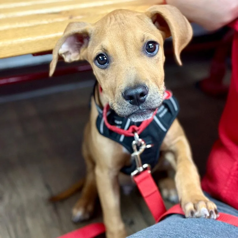A baby medium-sized male Terrier dog named Flapjack for adoption in Bloomfield, CT