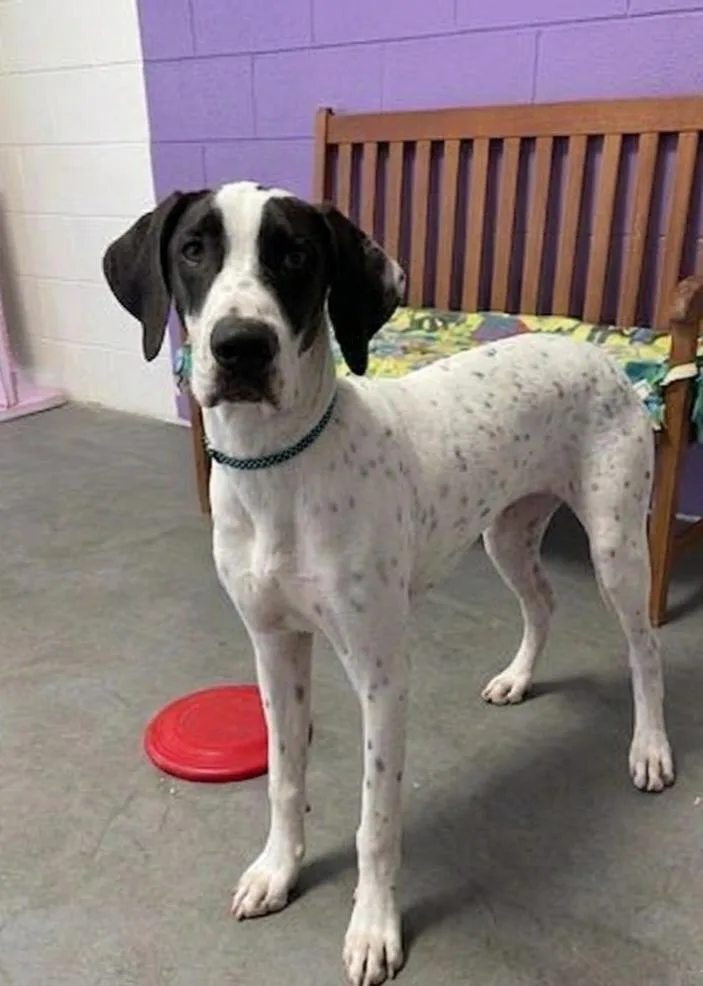 A young medium-sized male Labrador Retriever dog named Snoopy for adoption in North Prairie, WI