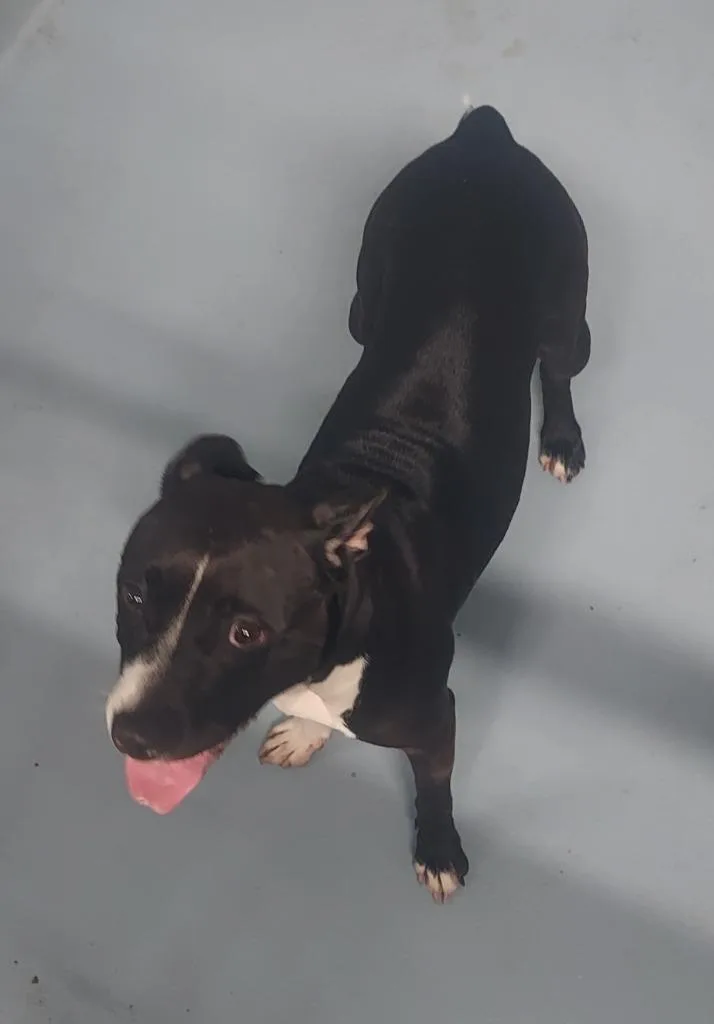 An adult large-sized female Mixed Breed dog named Maddie for adoption in Cartersville , GA
