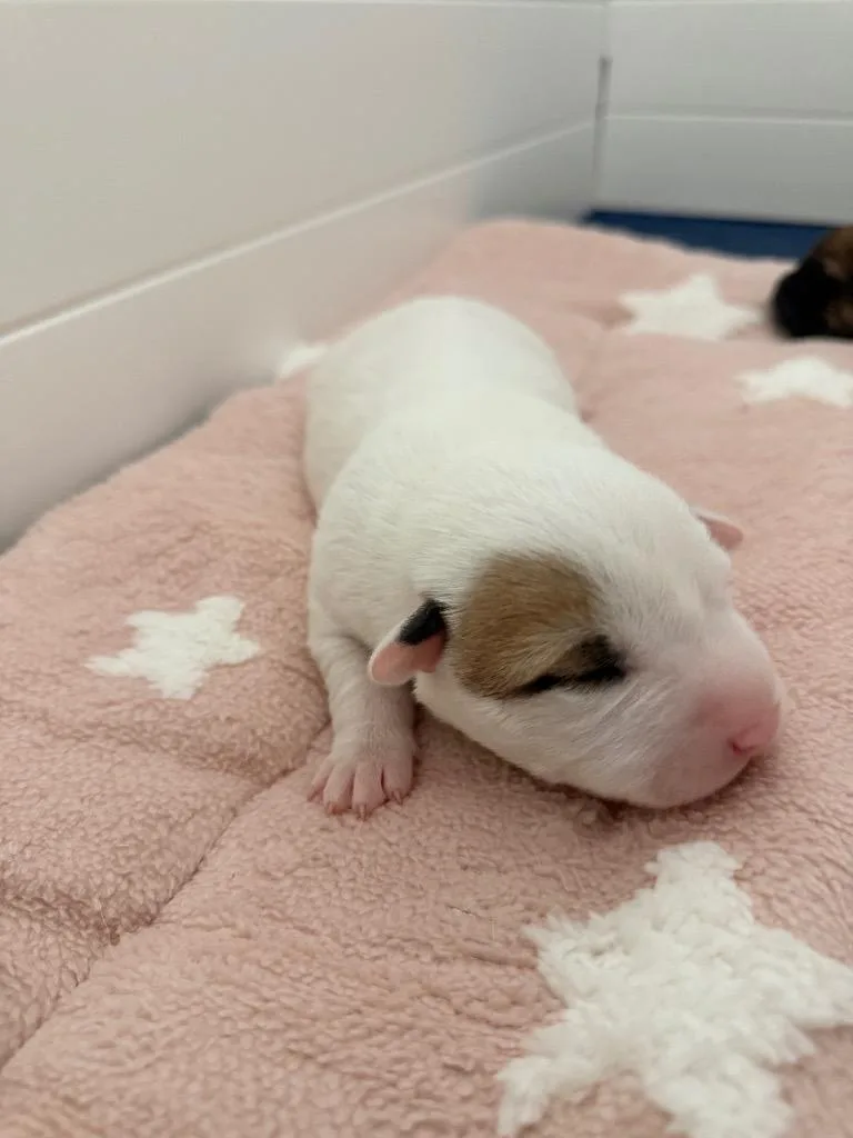 A baby medium-sized male Hound dog named Rickon for adoption in Burnsville, NC