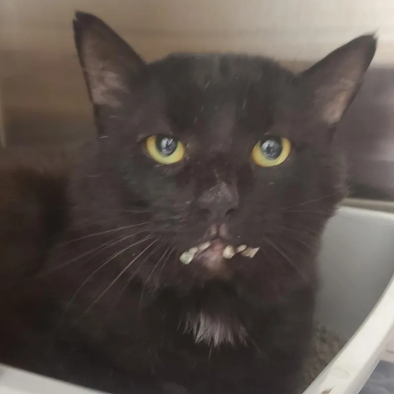 An adult large-sized male Black Domestic Short Hair cat named Pasta for adoption in Novelty, OH