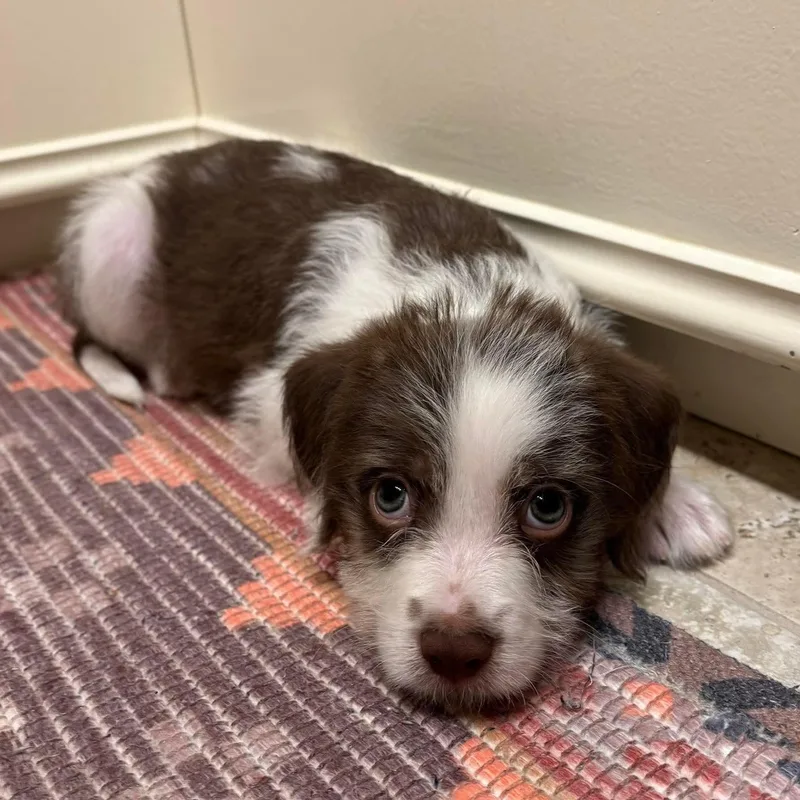 A baby medium-sized male White / Cream Terrier dog named Grizzly for adoption in Pelham, NH