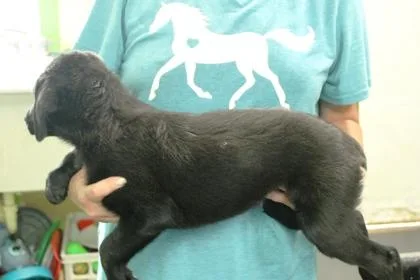 A baby medium-sized female Labrador Retriever dog named Fanta for adoption in Picayune, MS