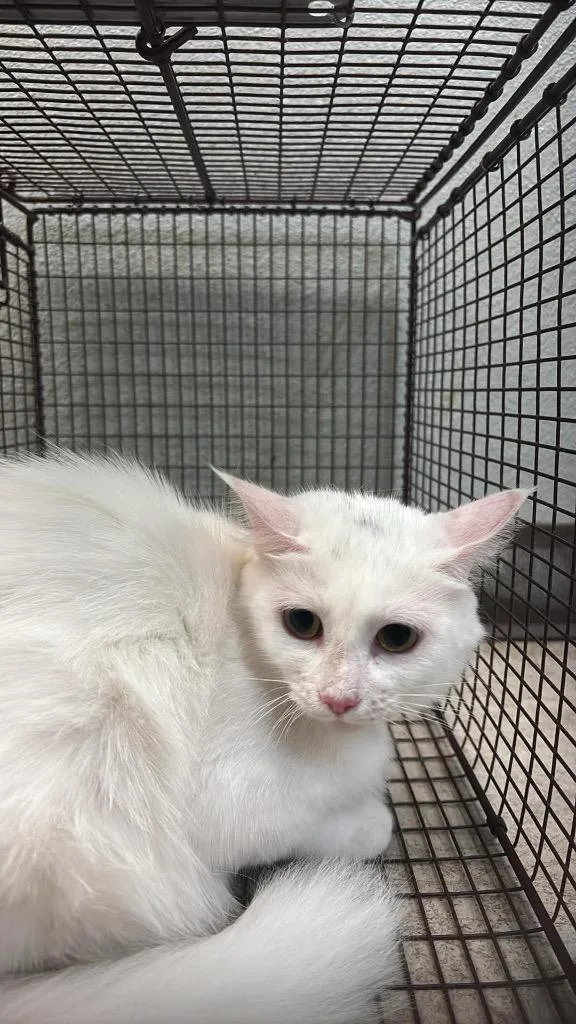 A young medium-sized female Domestic Short Hair cat named Beans for adoption in New Braunfels, TX