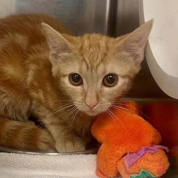 A baby small-sized female Domestic Short Hair cat named Collings for adoption in Walnut Creek, CA