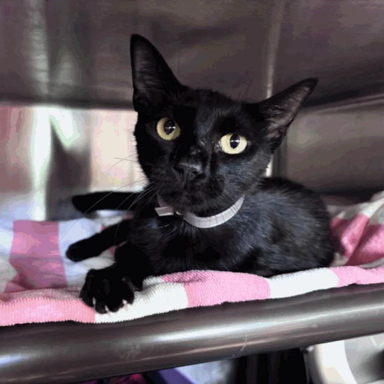 A young medium-sized female Black Domestic Short Hair cat named Marla for adoption in Houston, TX