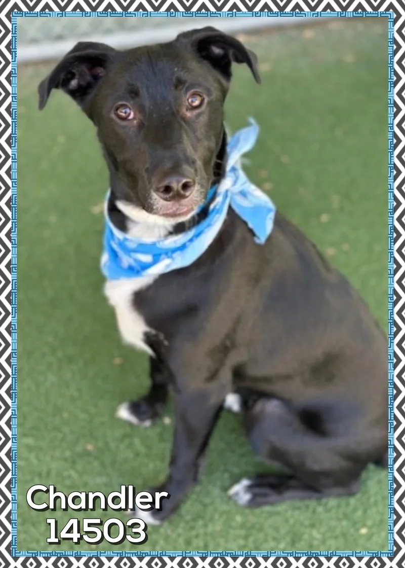 A young medium-sized male Black Shepherd dog named Chandler for adoption in Marietta, GA