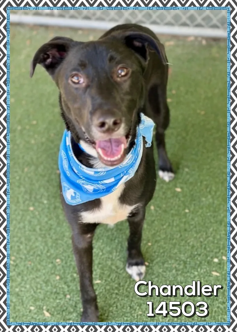 Chandler thumbnail 2