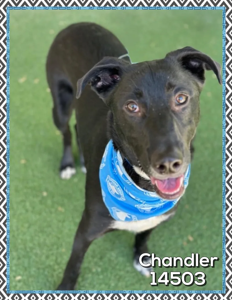 Chandler thumbnail 3