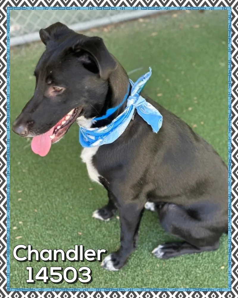 Chandler thumbnail 4