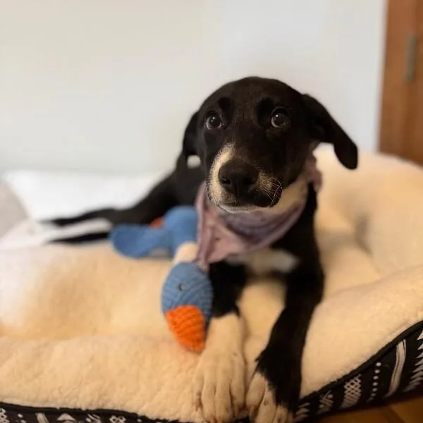 A baby medium-sized female Black Labrador Retriever dog named Dottie Best Friends for adoption in Friendswood, TX