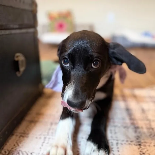 Dottie Best Friends thumbnail 2
