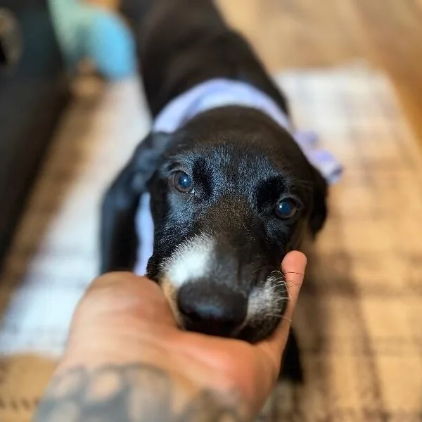 Dottie Best Friends thumbnail 3