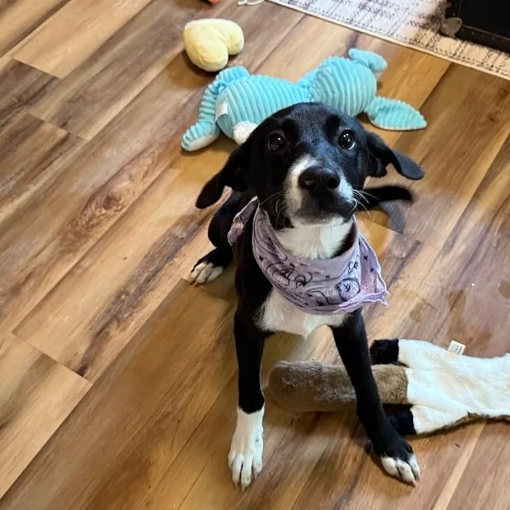 Dottie Best Friends thumbnail 4