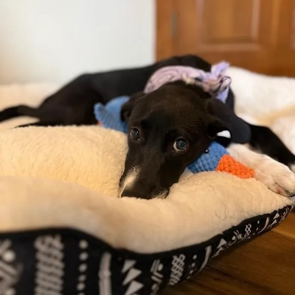 Dottie Best Friends thumbnail 5