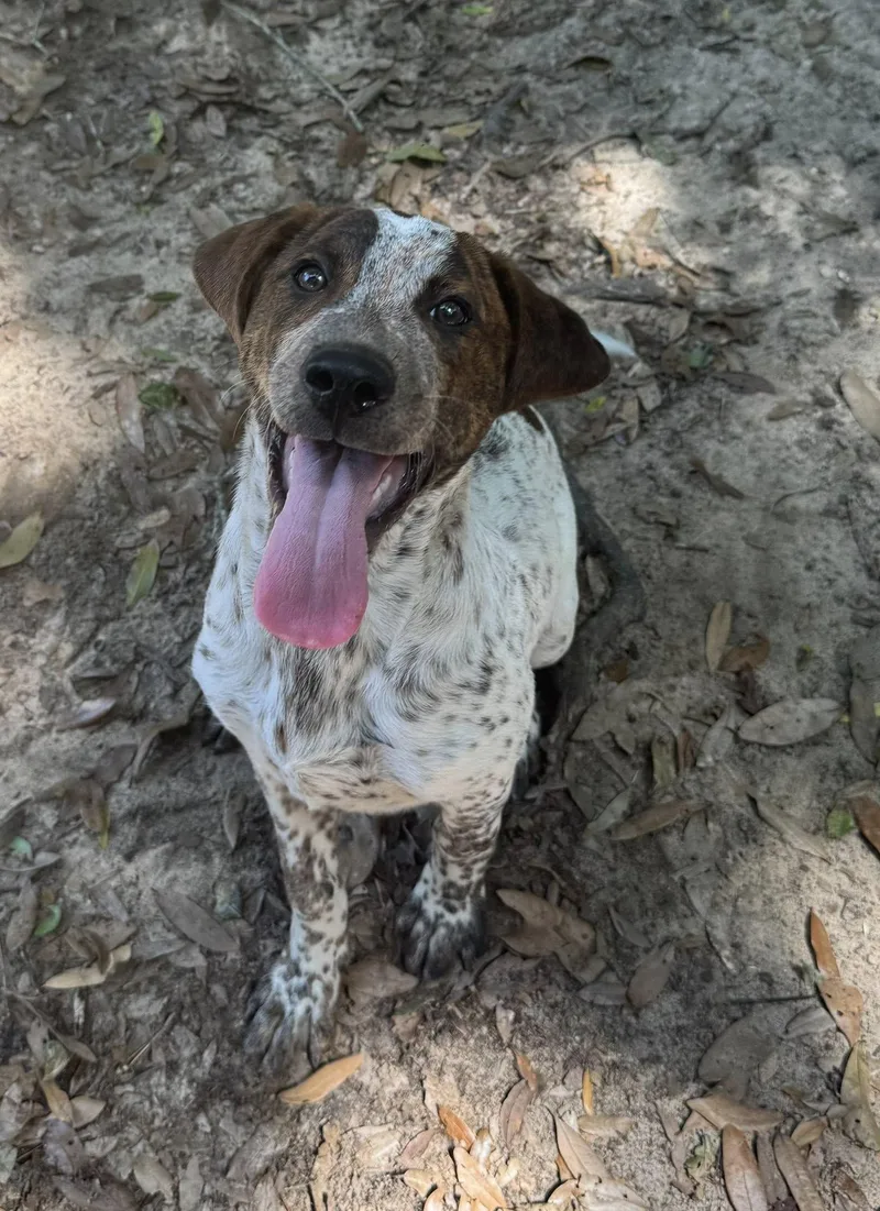A young medium-sized male White / Cream Pointer dog named Adore for adoption in Navarre, FL