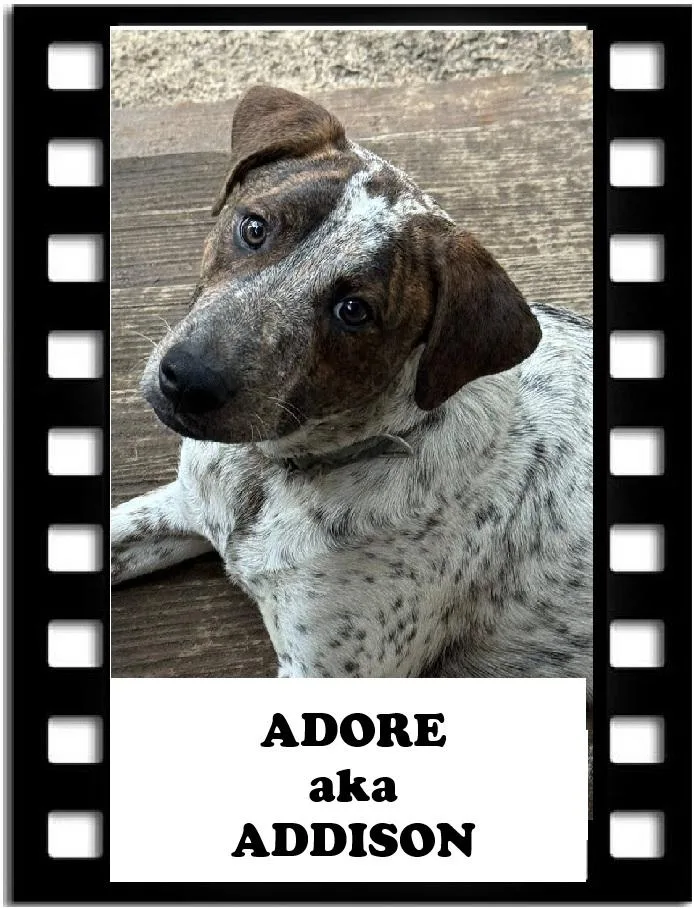 Adore thumbnail 3
