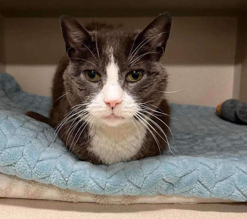 A senior medium-sized female Gray & White Domestic Short Hair cat named Opalite for adoption in New Rochelle, NY