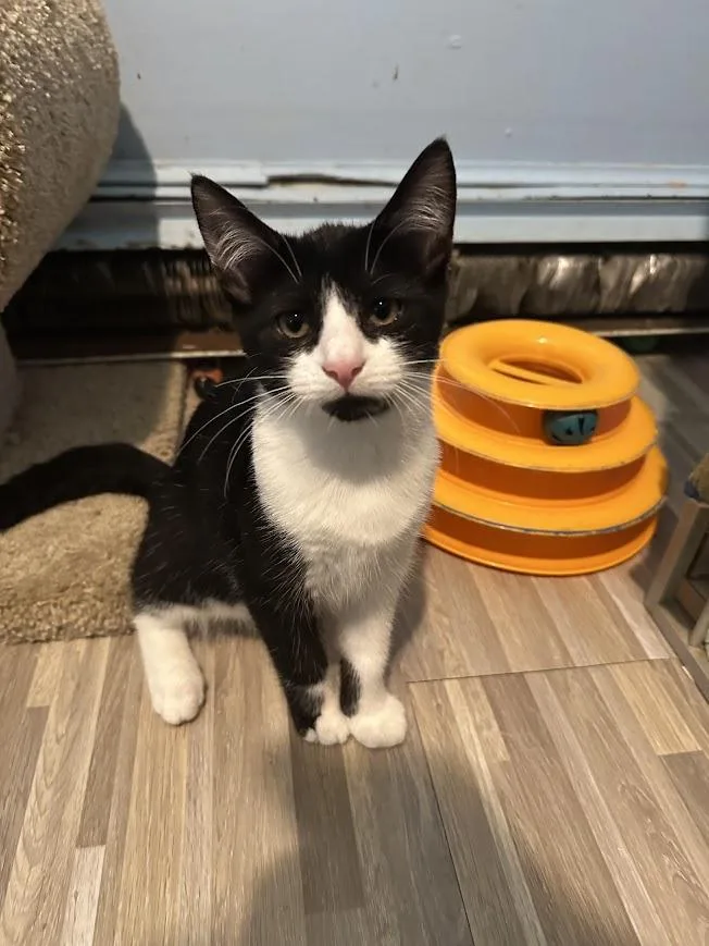 A baby medium-sized female American Shorthair cat named Tonya for adoption in Ocean View, NJ